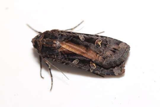 Image of Black Army Cutworm