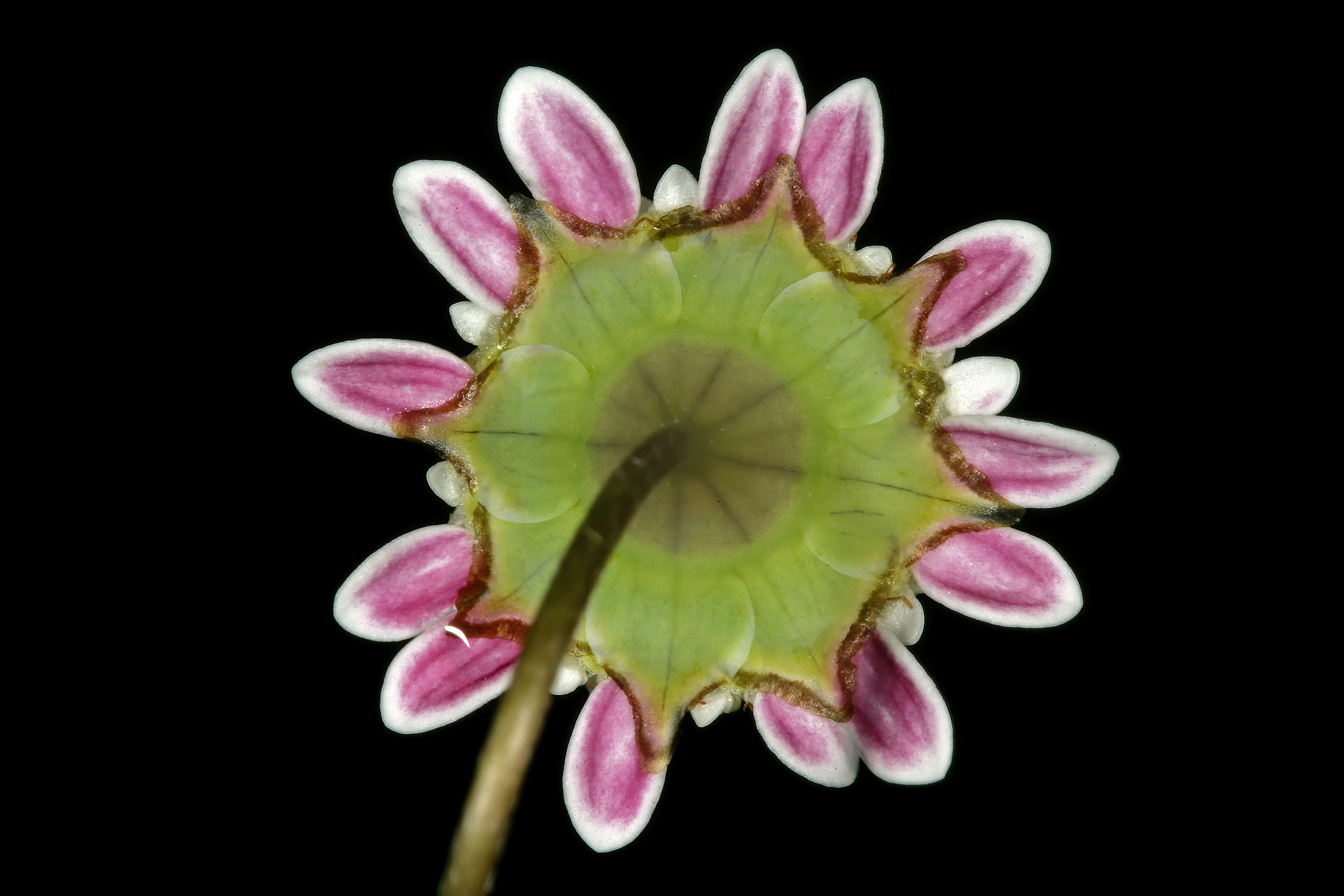 Image of Goose daisy