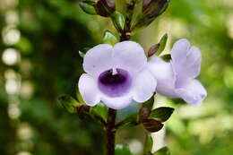 Image of Canterbury bells