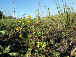 Image of hairy buttercup