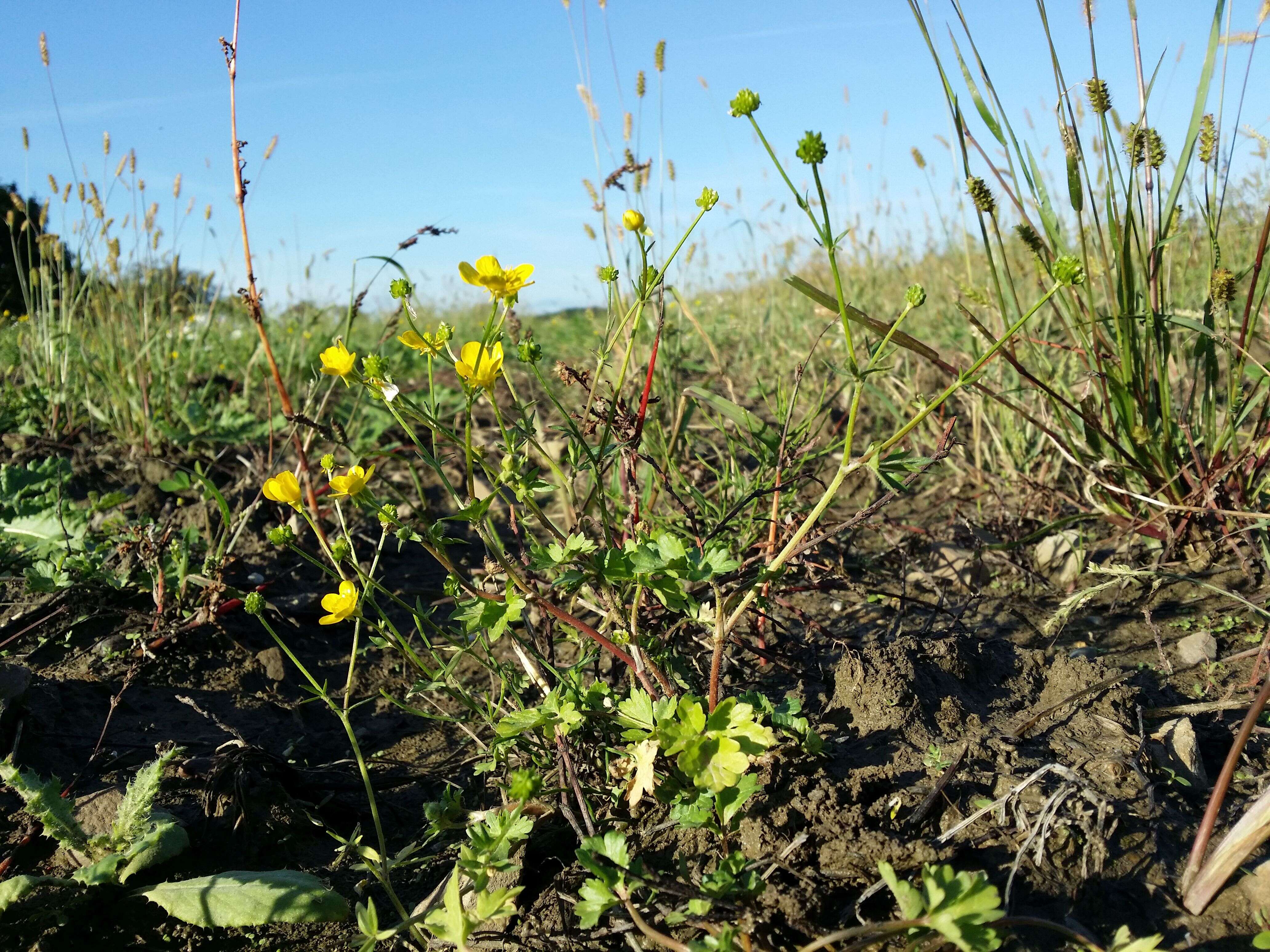 Image of hairy buttercup