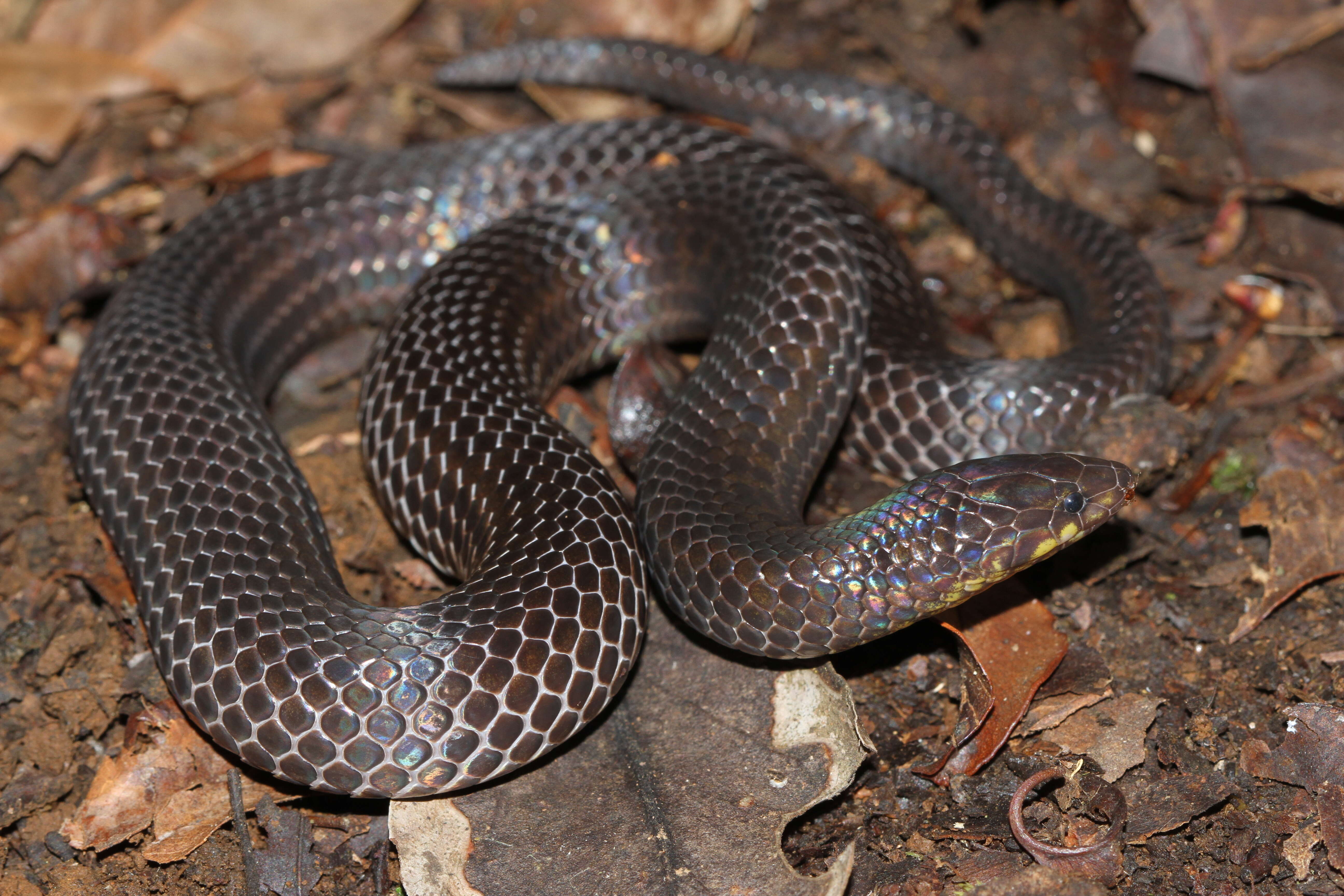 Image de Xylophis perroteti (A. M. C. Duméril, Bibron & A. H. A. Duméril 1854)