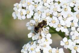 Image of Eristalis brousii Williston 1882