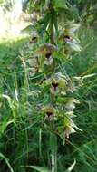 Imagem de Epipactis helleborine (L.) Crantz