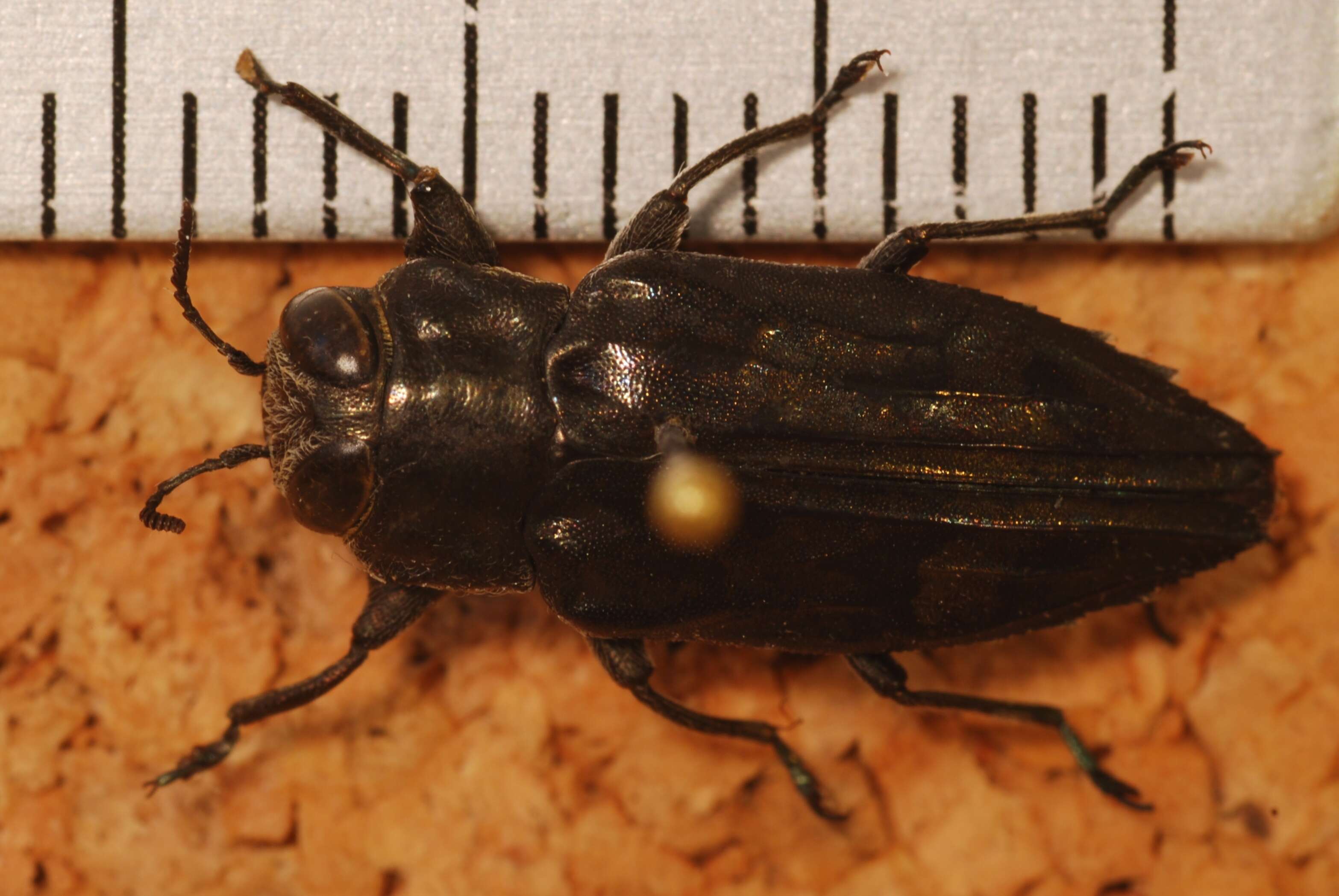 Image of Chrysobothris acutipennis Chevrolat 1835