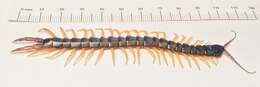 Image of Mediterranean banded centipede