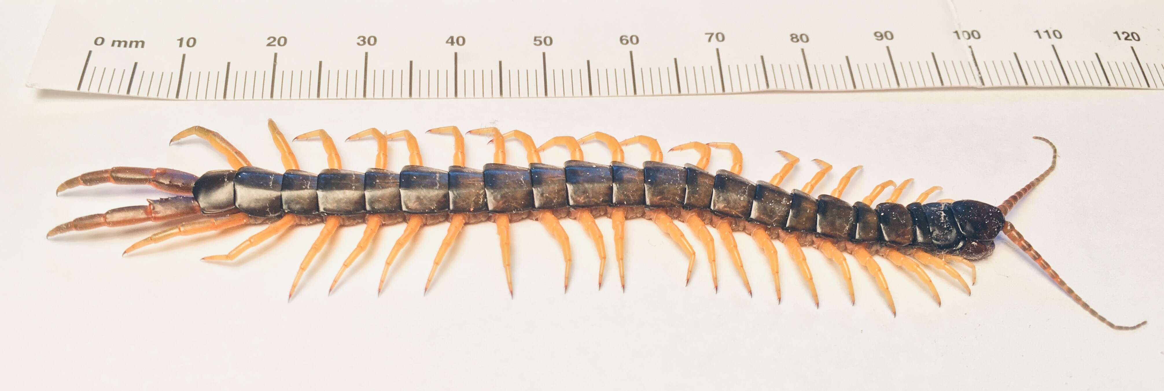 Image of Mediterranean Banded Centipede