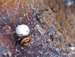 Image of Steatoda paykulliana (Walckenaer 1806)