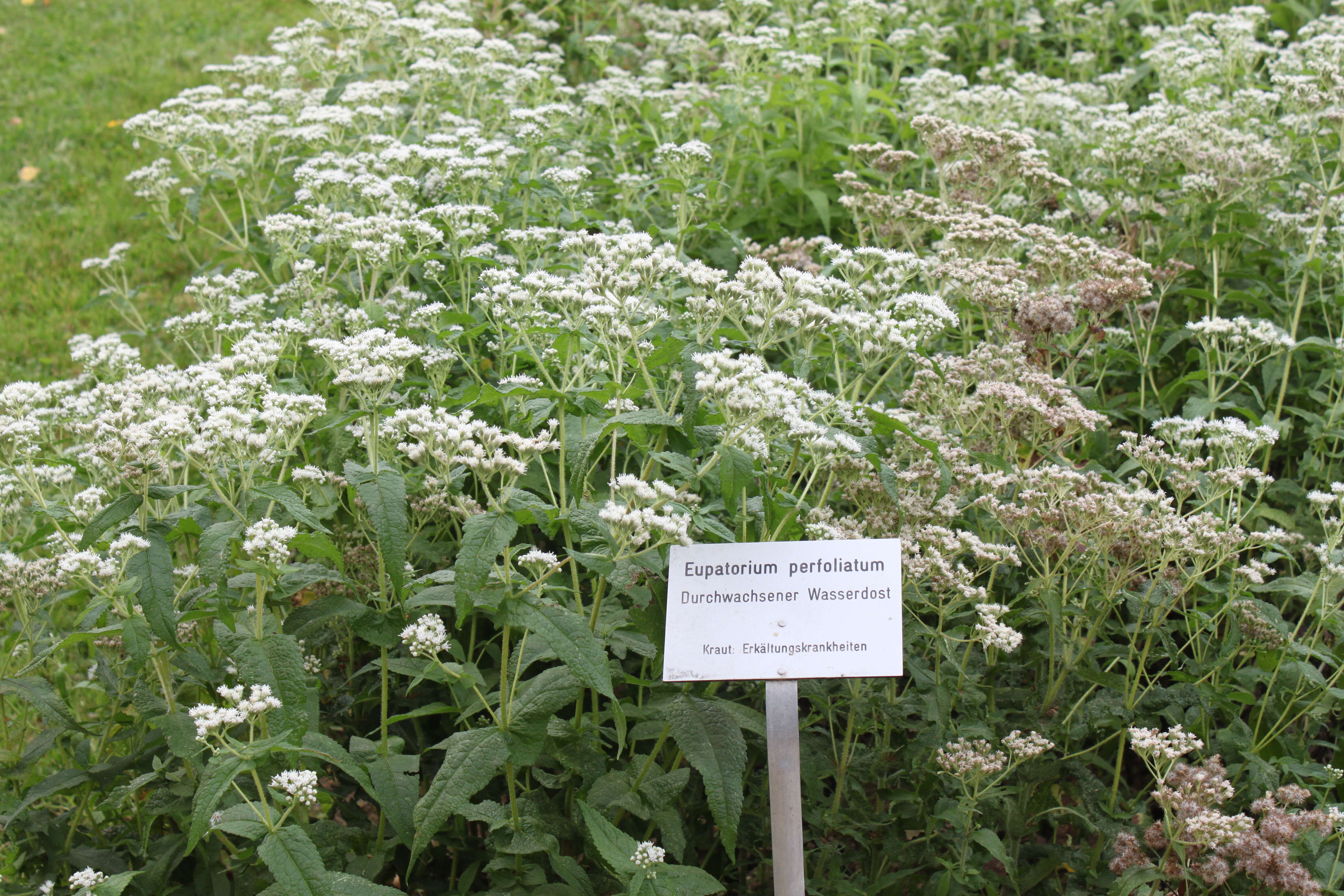 Image of common boneset