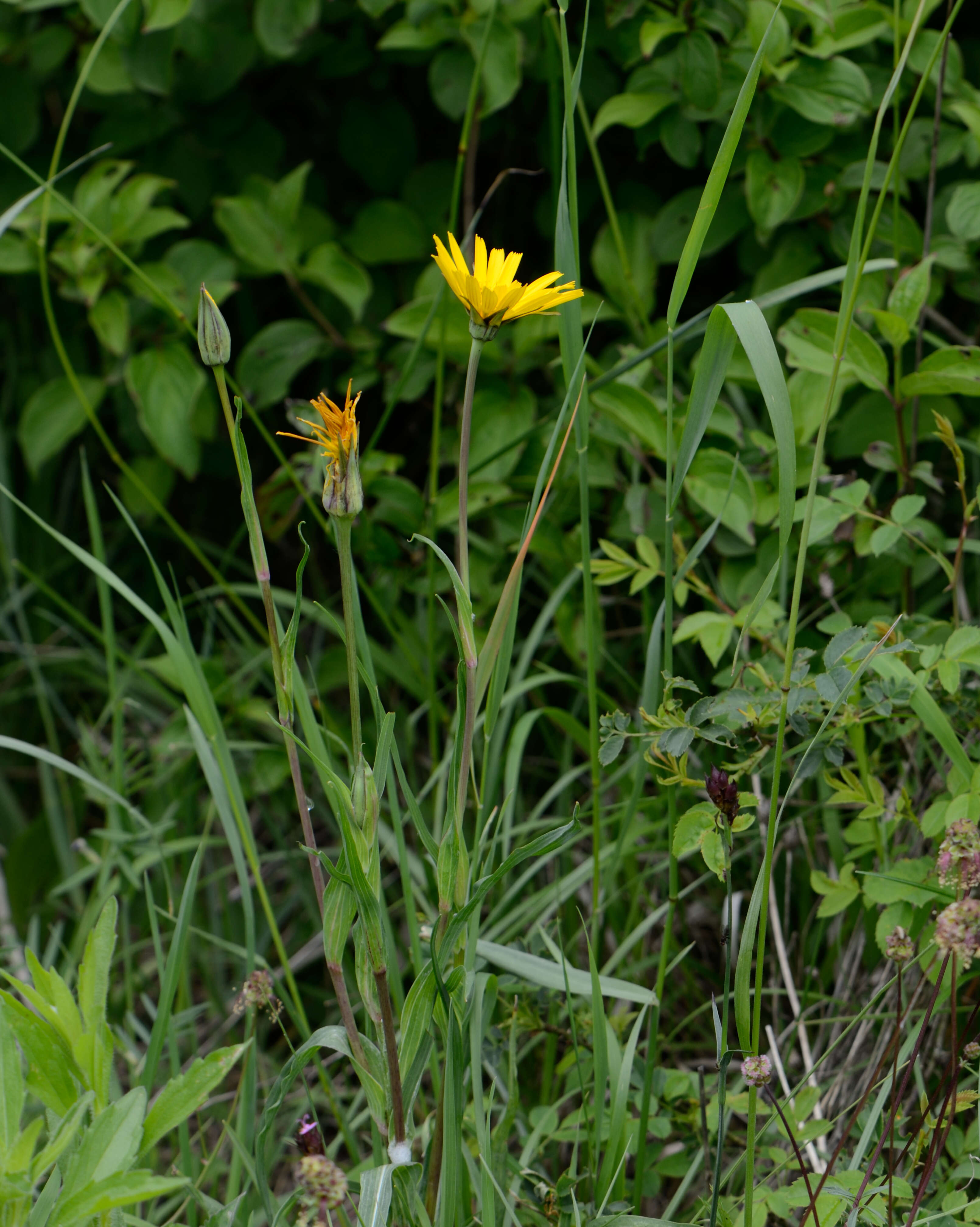 Image de Tragopogon orientalis L.