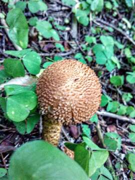 Pholiota squarrosa (Vahl) P. Kumm. 1871 resmi