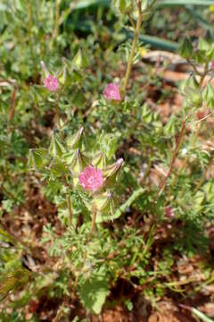 Sivun Malva aegyptia L. kuva