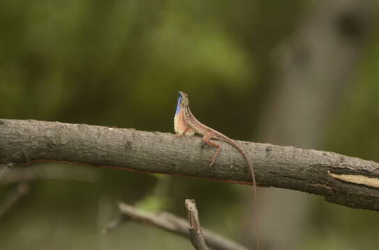 Image of Fan Throated Lizard