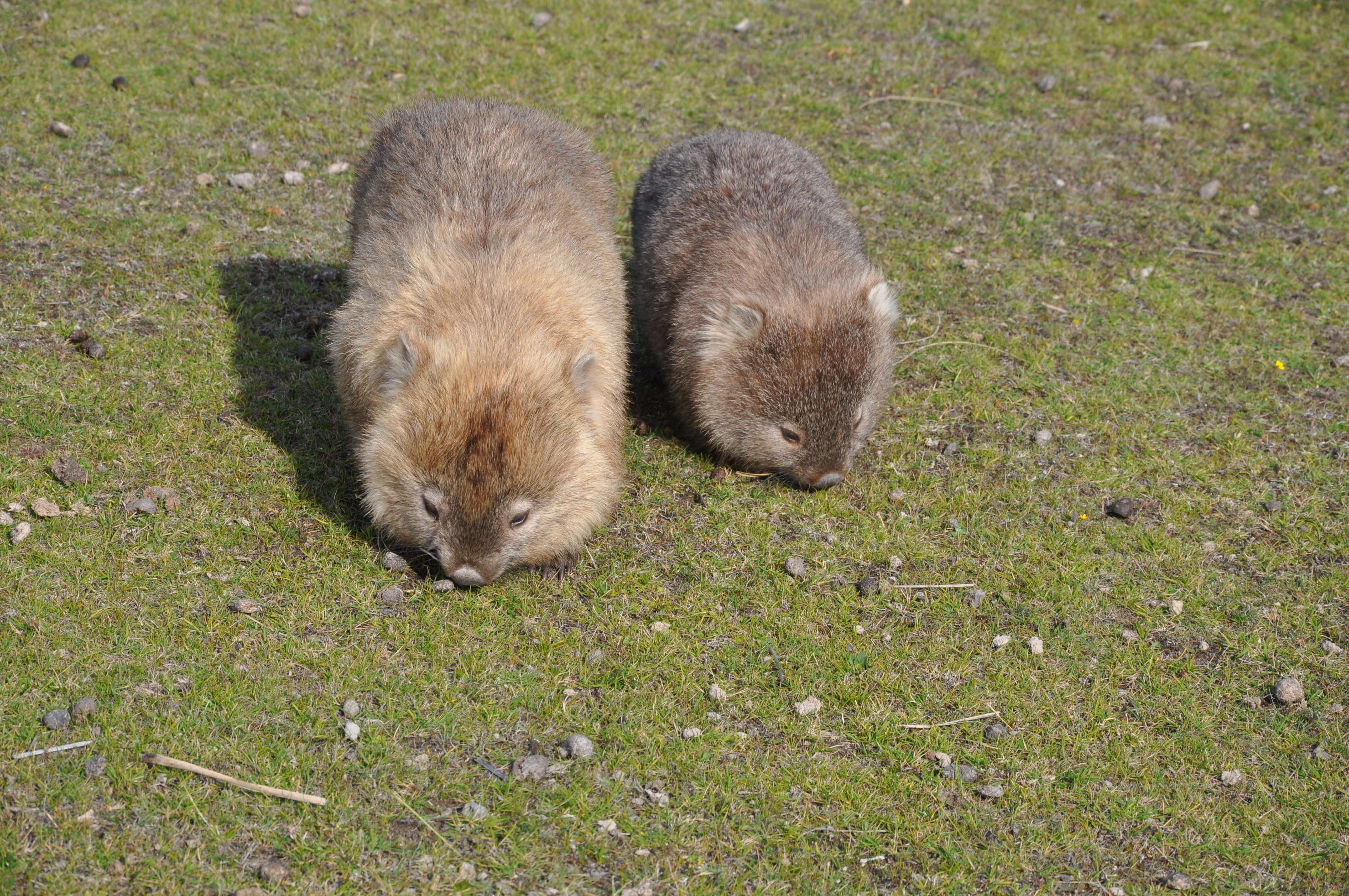 Image of Bare-nosed Wombats