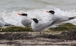 Image of Royal Tern