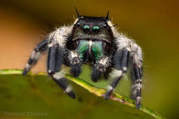 Phidippus otiosus (Hentz 1846)的圖片