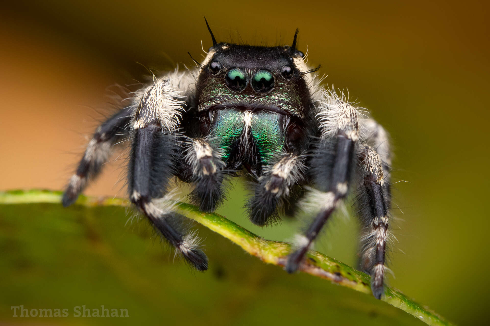 Phidippus otiosus (Hentz 1846)的圖片