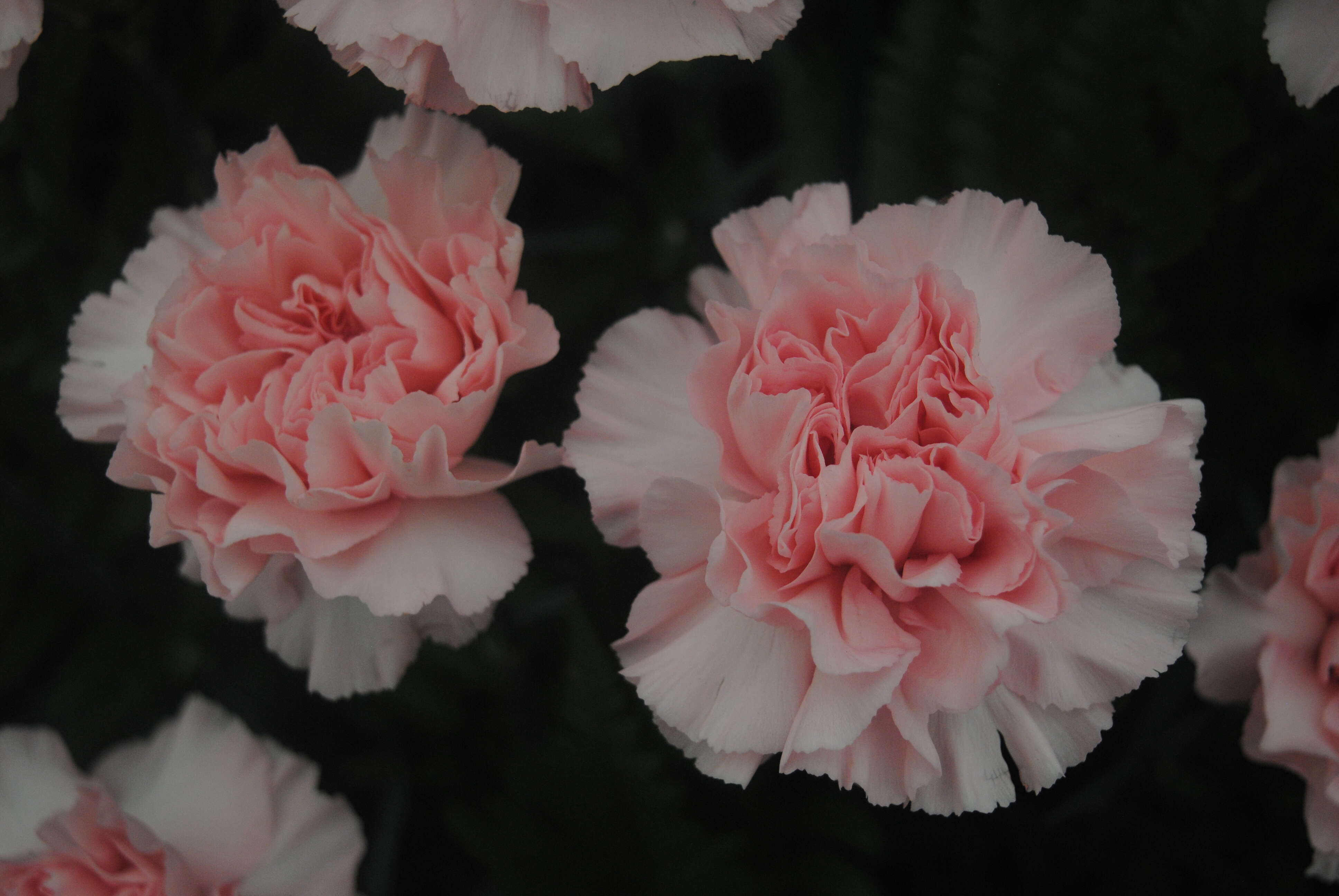 Image of carnation