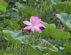 Image of sacred lotus