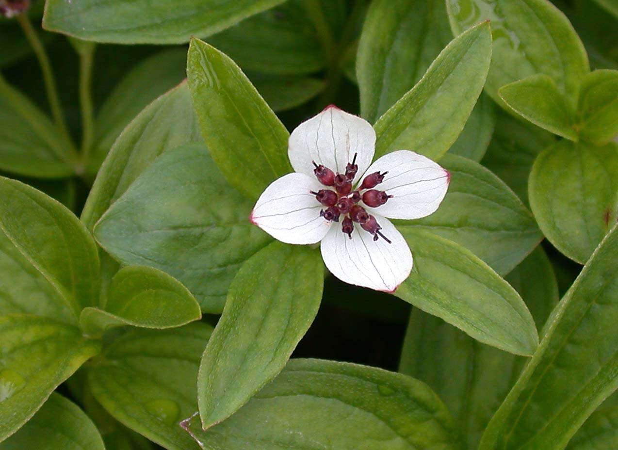 Image of Bunchberry