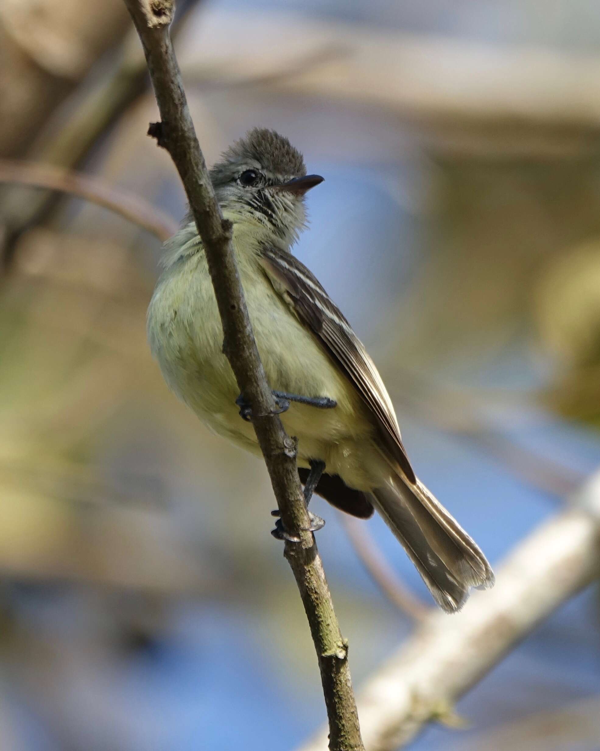 Image of Southern Beardless Tyrannulet