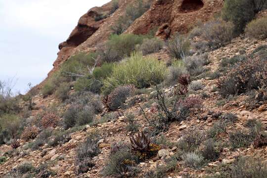 Image of Concertina plant