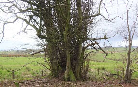 Image of Basswood