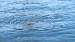 Image of Bottlenose Dolphin