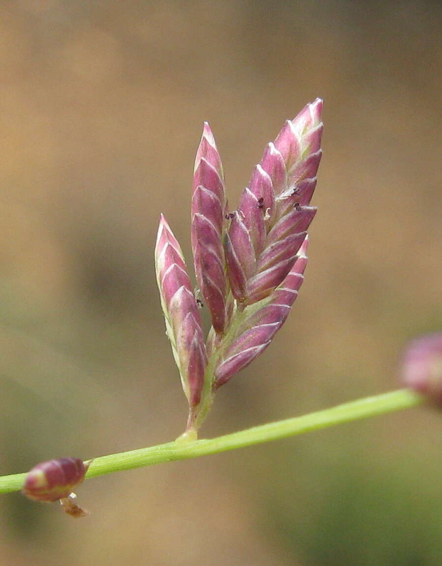 Image de Eragrostis brownii (Kunth) Nees