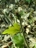 Image of hairy alumroot