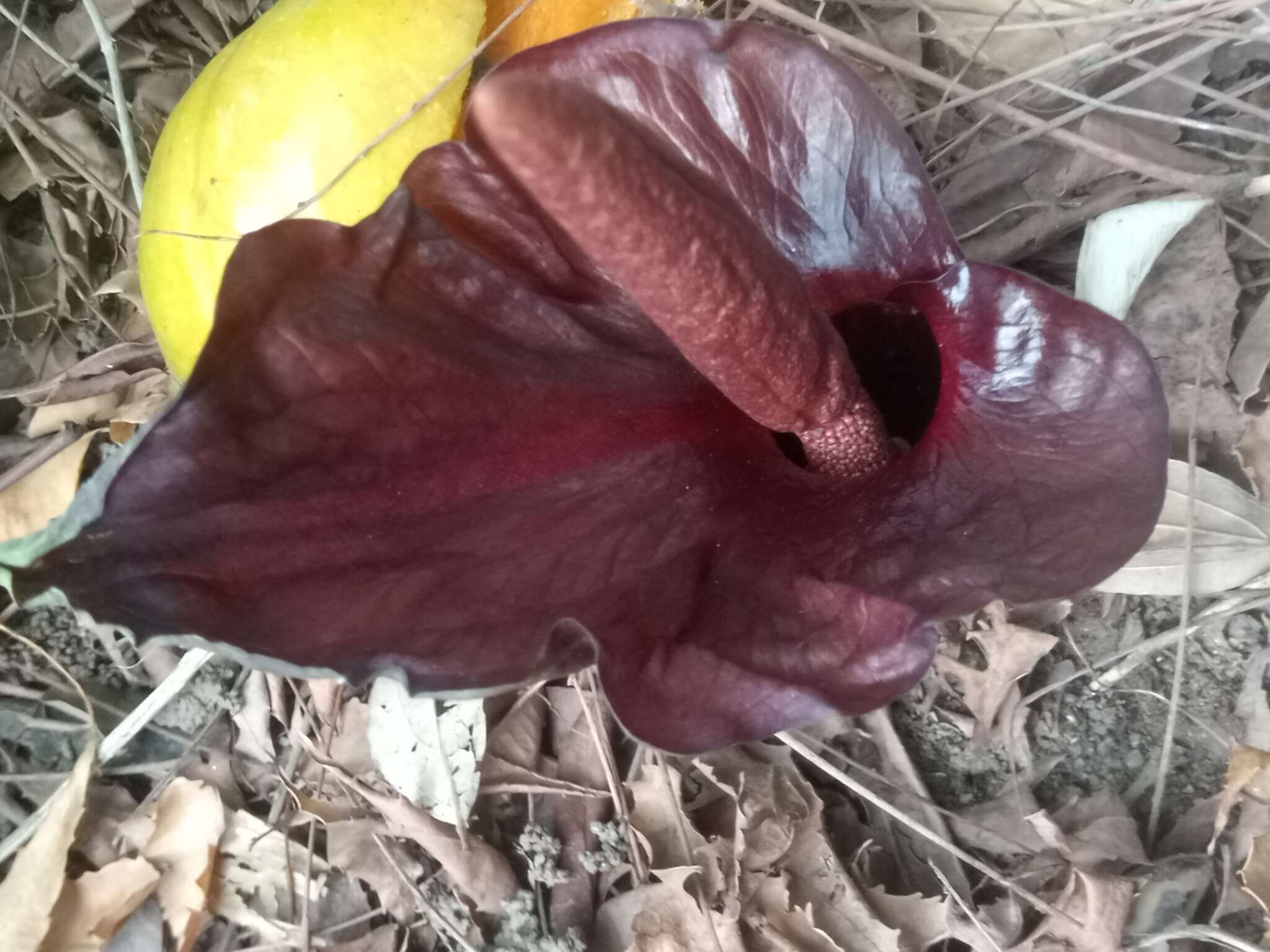 Image of Amorphophallus abyssinicus (A. Rich.) N. E. Br.