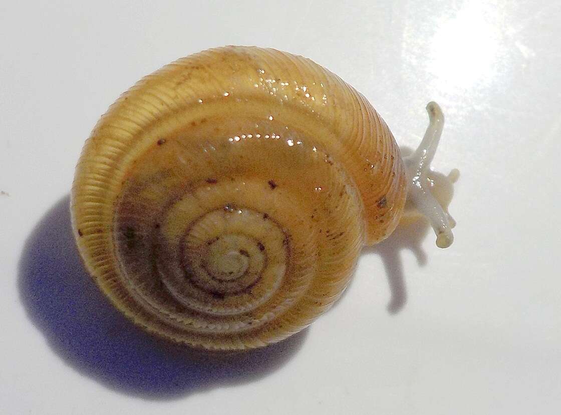 Image of Pleurodiscidae