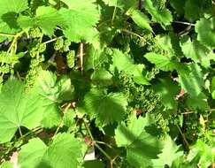 Image of wine grape