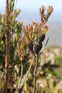 Sivun Leucadendron loeriense I. Williams kuva