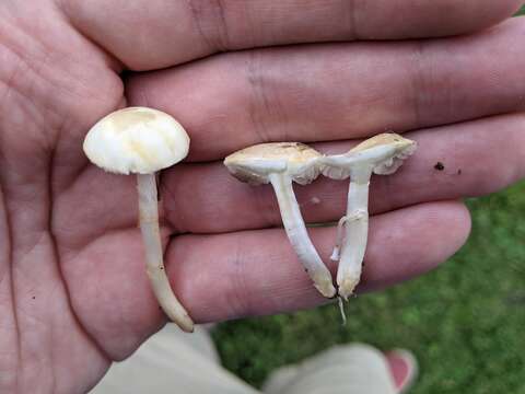 Agrocybe pediades (Fr.) Fayod 1889 resmi