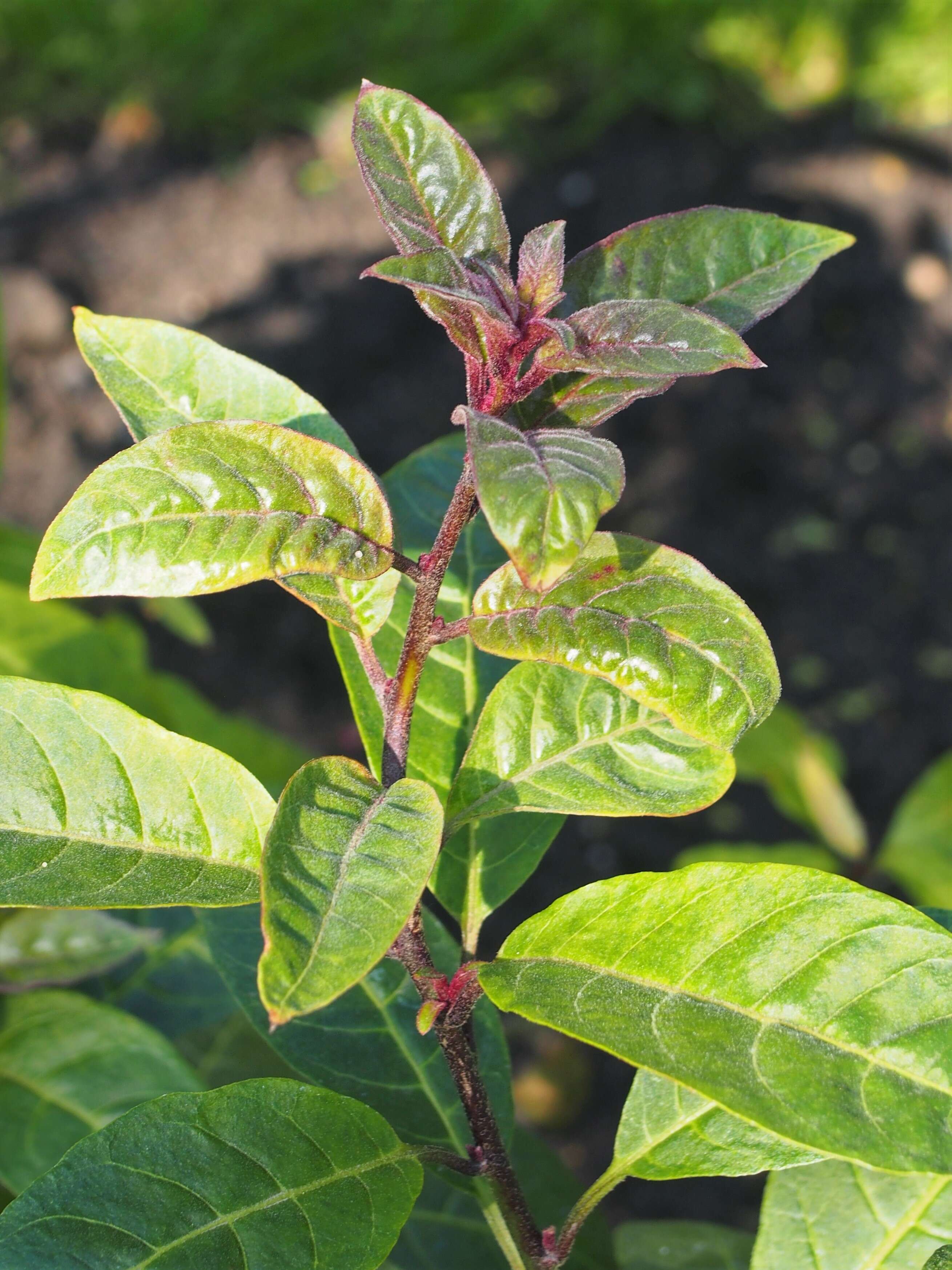 Image of purple cestrum