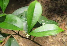 Image of Zanthoxylum ovalifolium Wight