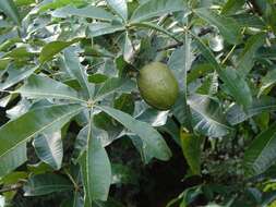 Imagem de Pachira glabra Pasq.