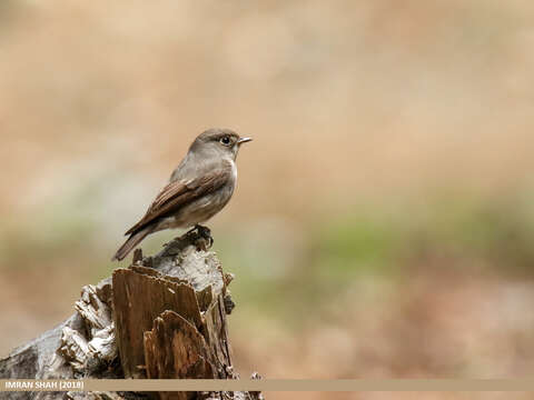 Image of Dark-sided Flycatcher