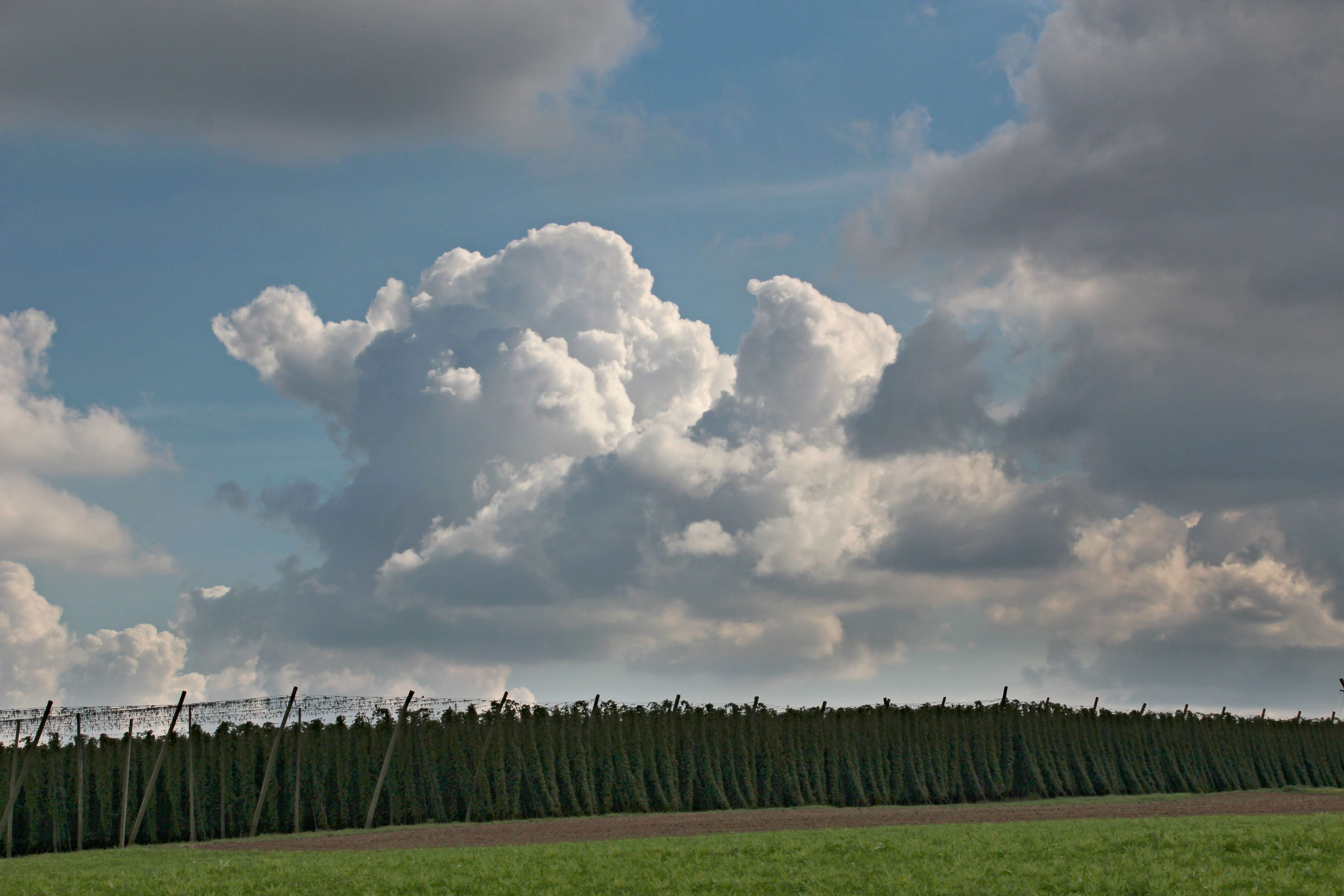 Image of common hop