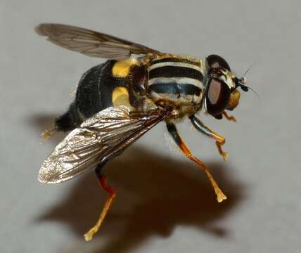 Image of three-lined hoverfly