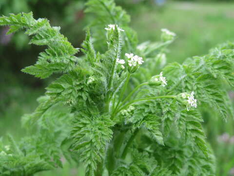 Image of garden chervil