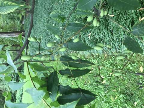 Image of Toona sinensis (A. Juss.) M. Roem.