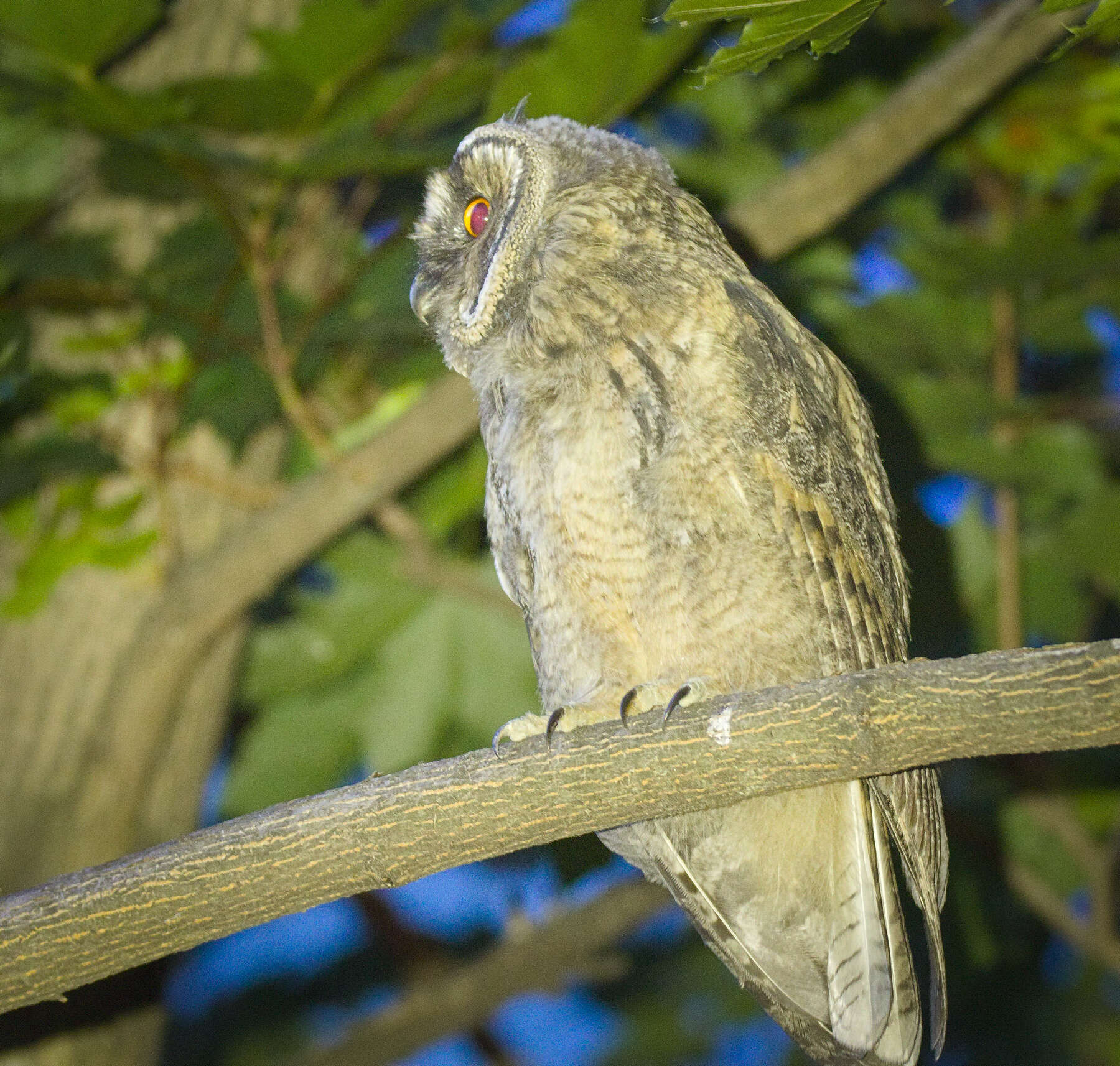 Image of Long-eared Owl