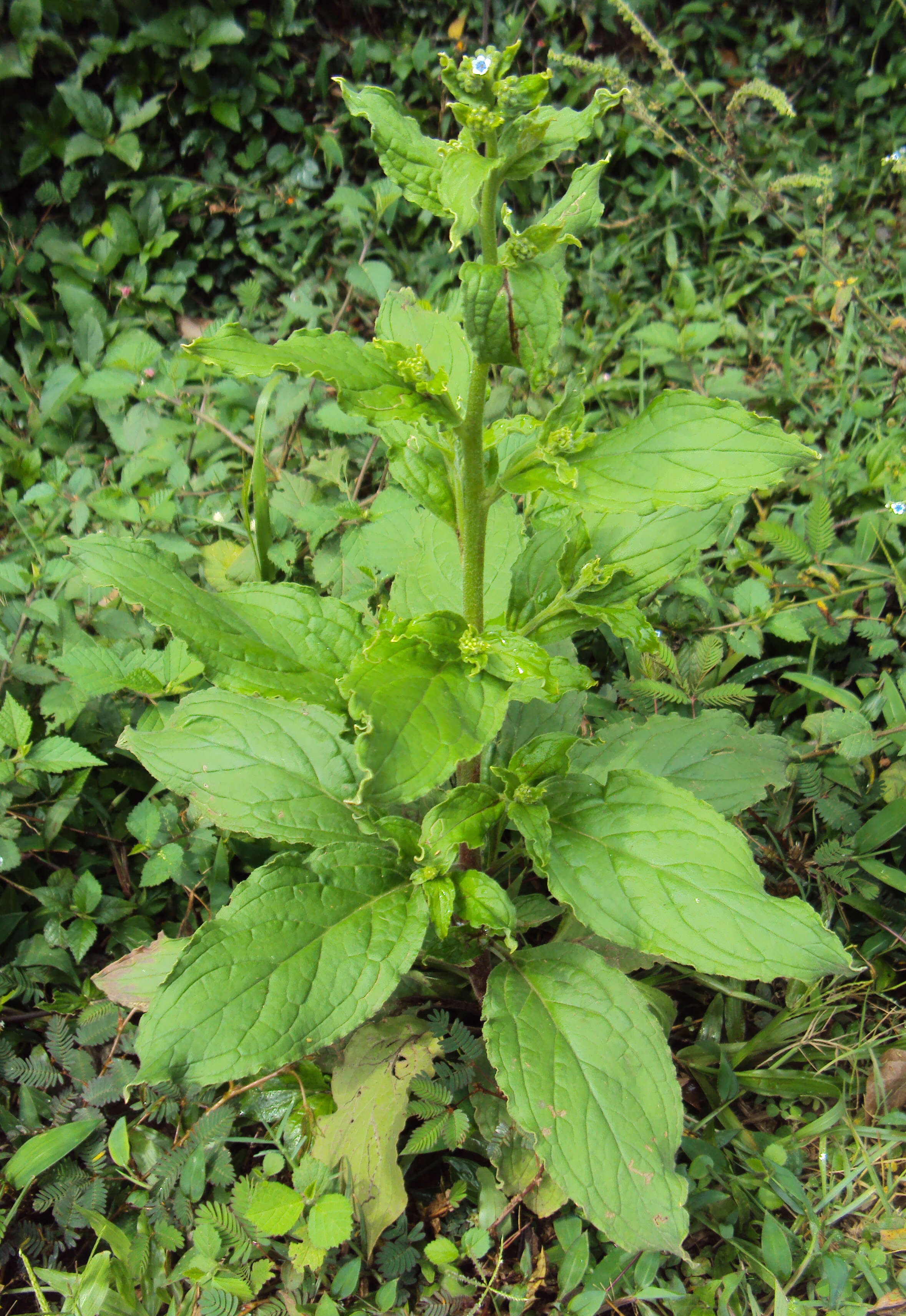 Image of Ceylon hound's tongue