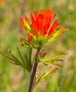 Image de Castilleja coccinea (L.) Spreng.