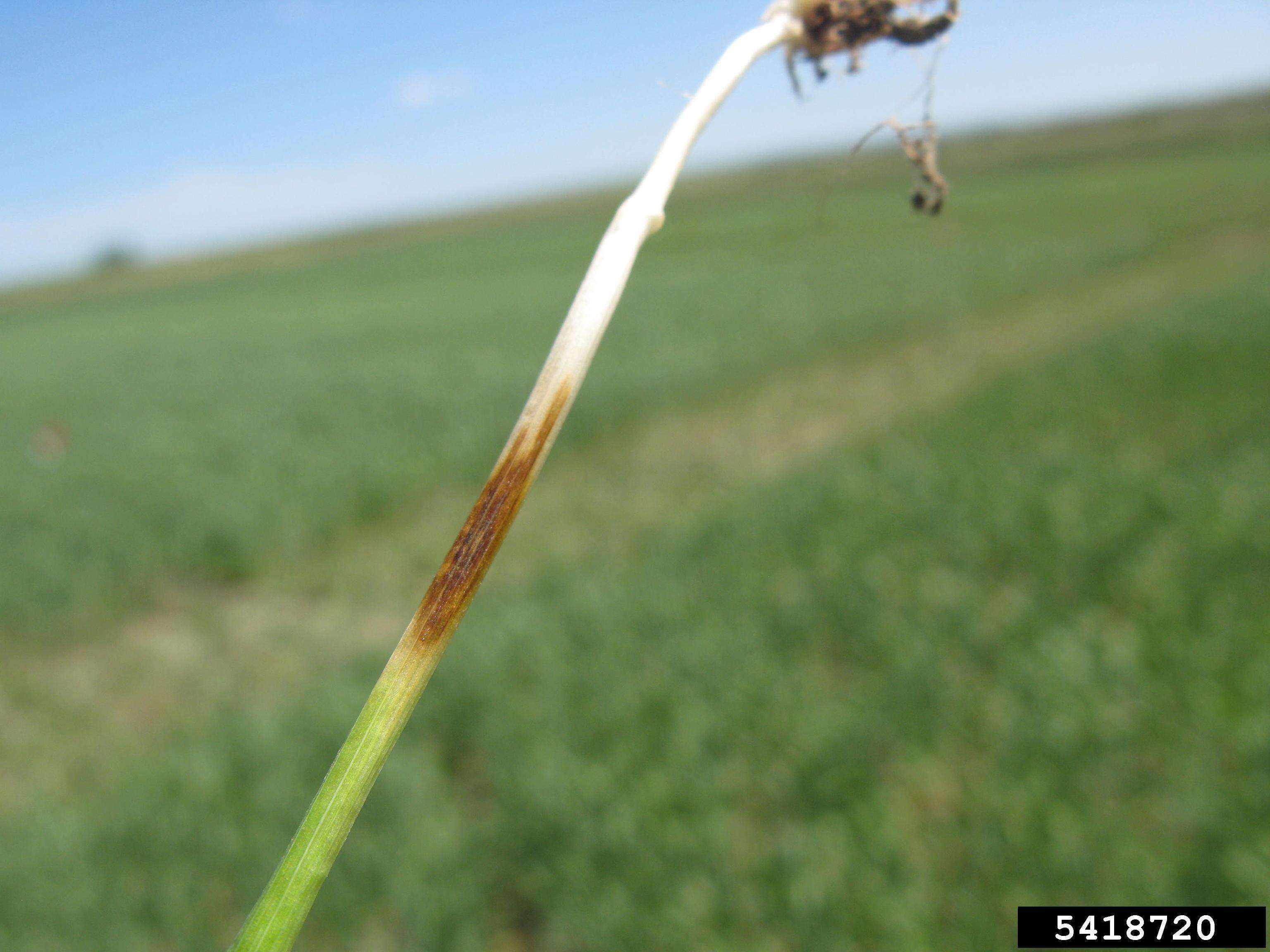 Imagem de Triticum aestivum L.