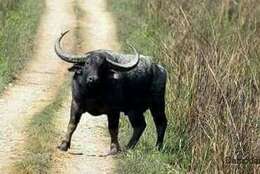 Image of Asian Buffalo