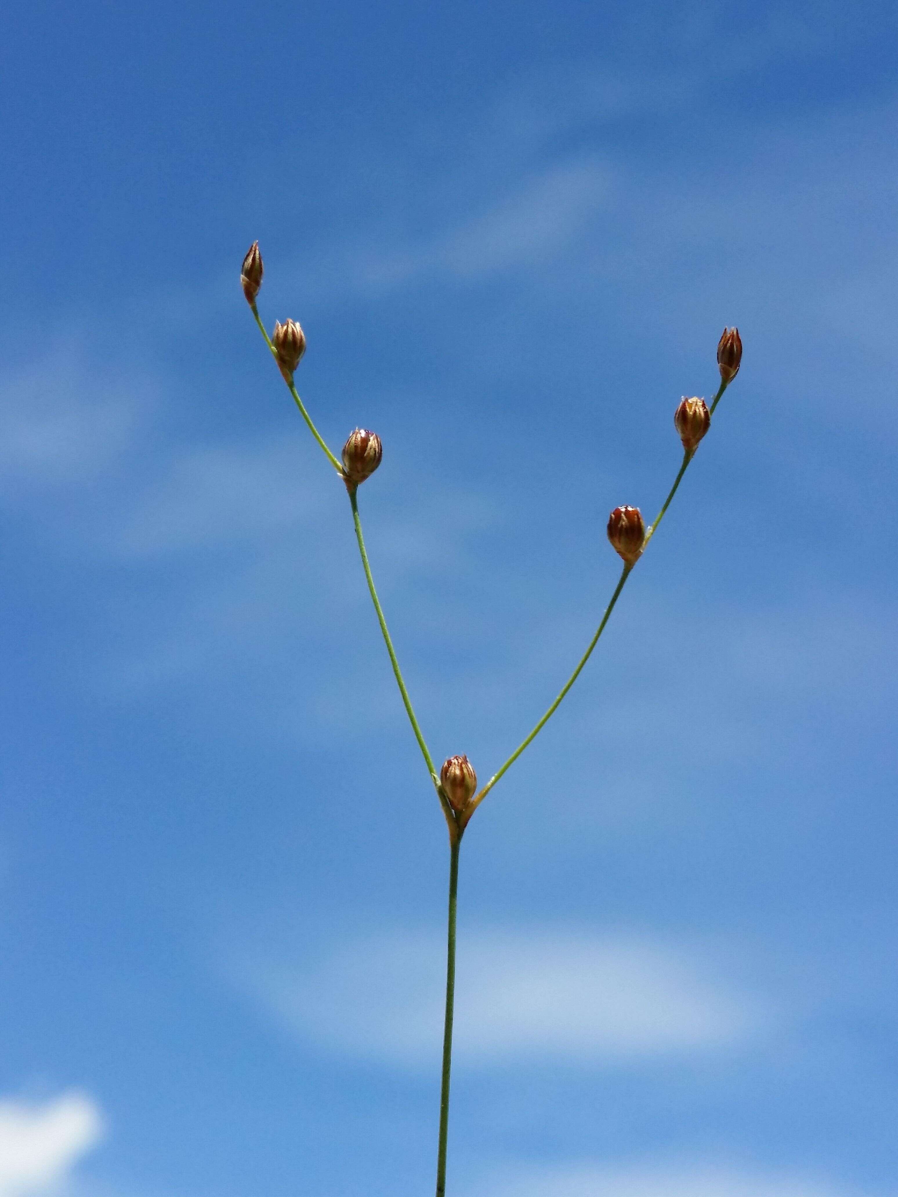 Image of sand rush