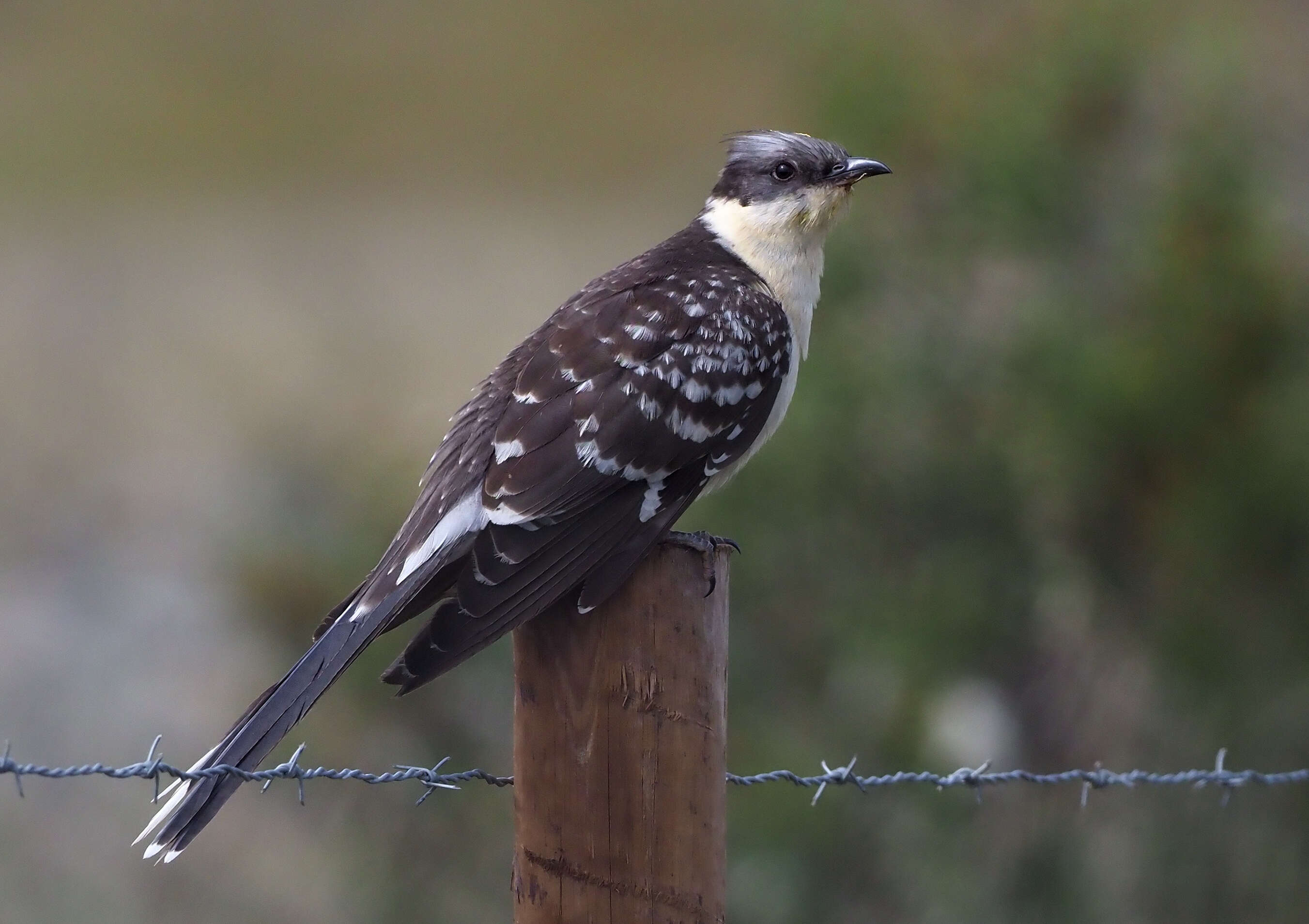 Imagem de Clamator glandarius (Linnaeus 1758)